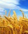 Cientistas em Inglaterra desenvolvem trigo GM com alto teor de ferro