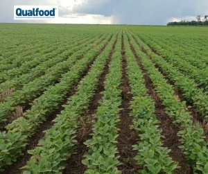 Edi&ccedil;&atilde;o gen&eacute;tica | Tecnologia permite desenvolver variedade de soja mais resistente &agrave; salinidade