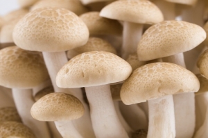 Como assegurar o consumo seguro de cogumelos