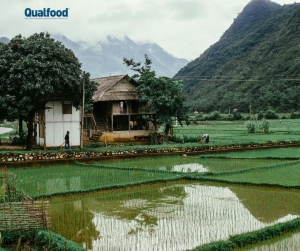 Cheias severas reduziram colheitas de arroz e amea&ccedil;am seguran&ccedil;a alimentar mundial