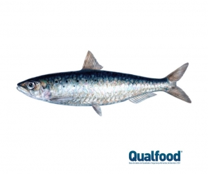 Certificação da pescaria da sardinha ibérica