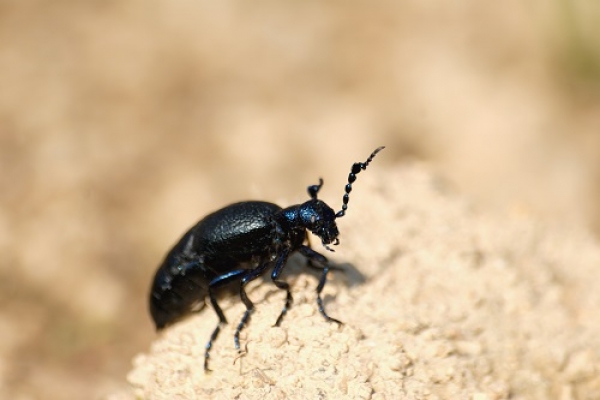 Alerta: presença do inseto «Blissus insularis»