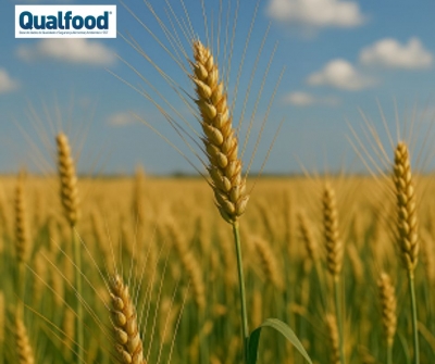 Os benefícios da aveia na alimentação