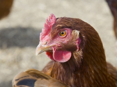 UE autoriza Saccharomyces cerevisiae como aditivo em alimento para frangos de engorda