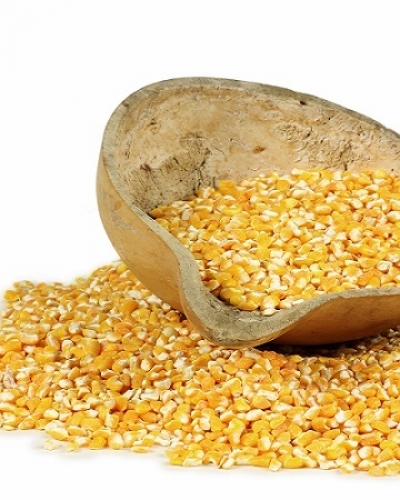 Cultivo de milho geneticamente modificado
