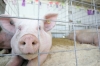 Cientistas criam porcos geneticamente modificados com menos gordura