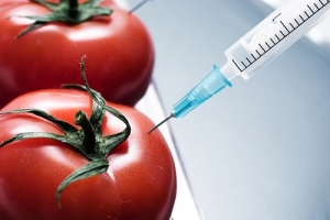Novo gene descoberto pode melhorar tempo de vida e sabor do tomate