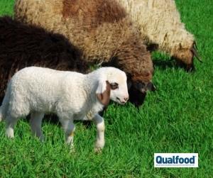 Regi&atilde;o Vitivin&iacute;cola do D&atilde;o: produtores est&atilde;o a recuperar pr&aacute;ticas antigas