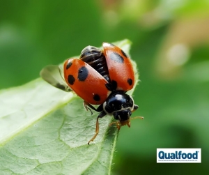 Agricultura mais inteligente: os agricultores trabalham com a natureza para reduzir o uso de pesticidas