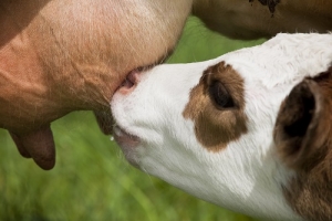 Produção Nacional de Alimentos Compostos para Animais - Relatório 2018