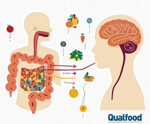 A sua saúde intestinal pode afetar o cérebro