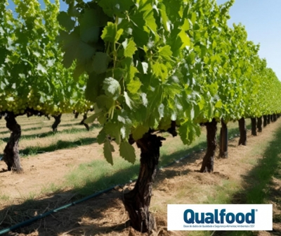 Vindima 2025: produção baixa, qualidade promissora nas regiões do Douro, Alentejo e Vinho Verde