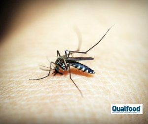 Cientistas desenvolvem  os primeiros mosquitos geneticamente modificados para travar a mal&aacute;ria