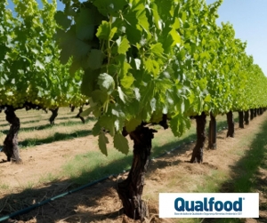 A OIV publica recomendações metodológicas actualizadas para a contabilização dos gases com efeito de estufa para apoiar acções sustentáveis no sector da vinha e do vinho