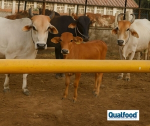 Requisitos de biosseguran&ccedil;a para centros de agrupamento de ungulados e para eventos ocasionais com animais