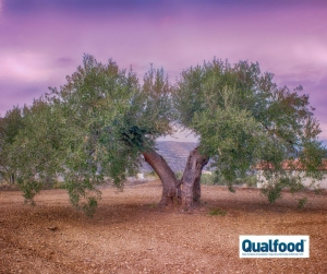 26 de novembro | Dia Mundial da Oliveira