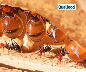 &quot;Mel&quot; de formigas australianas pode ser utilizado para tratar infeções bacterianas e fúngicas