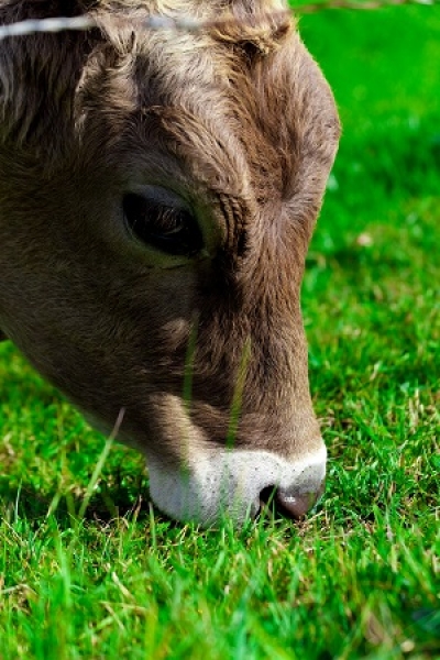 Comunicações obrigatórias anuais - Alimentação animal