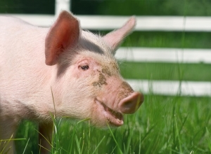 Espanha: Guardia Civil realiza duas operações contra a fraude de produtos de porco ibérico