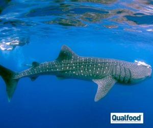 Cientista portugu&ecirc;s revela como os grandes animais marinhos se deslocam pelo oceano