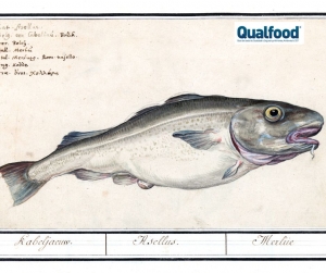 Portugal garante mais 800 toneladas na pesca do Bacalhau