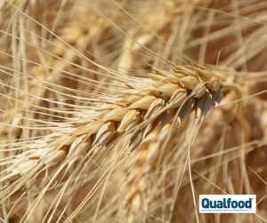 Especialistas da FAO/OMS recomendam dose de refer&ecirc;ncia para gl&uacute;ten na rotulagem preventiva de alerg&eacute;nios.