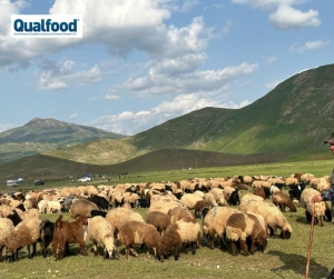 Em busca de solu&ccedil;&otilde;es para as crises interligadas do clima, da biodiversidade e da degrada&ccedil;&atilde;o do solo, as pastagens e os pastores s&atilde;o parte da resposta