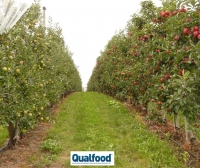 A eficiência hídrica na agricultura algarvia