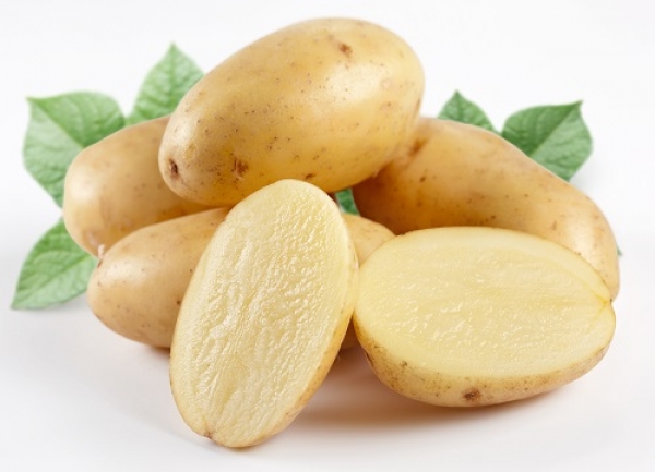 OGM: Batata geneticamente modificada “brilha” quando está em stress