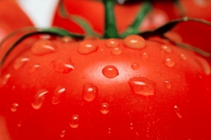 Novo método para extrair proteína das folhas do tomate