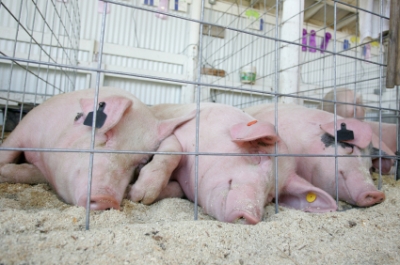 Novas normas de classificação de carcaças de bovinos, porcos e ovinos a partir de 2018