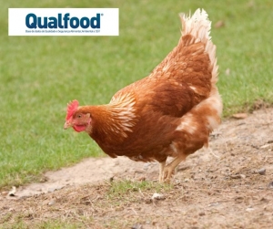 Portugal tem mais dois casos de Gripe das Aves