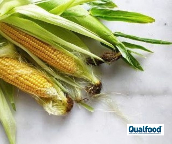 Projeto moçambicano que transforma cascas de milho em loiça biodegradável vence prémio