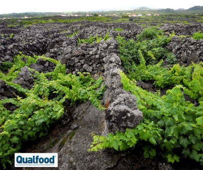 Vinho de Cheiro dos A&ccedil;ores pode voltar a ser autorizado