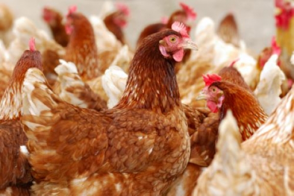 Gripe das aves volta a ser detetada em Sintra