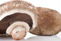 Autorização Novo Alimento: Pó de cogumelos com vitamina D2