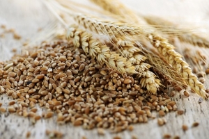 OGM | Egito desenvolve trigo resistente à salinidade e seca