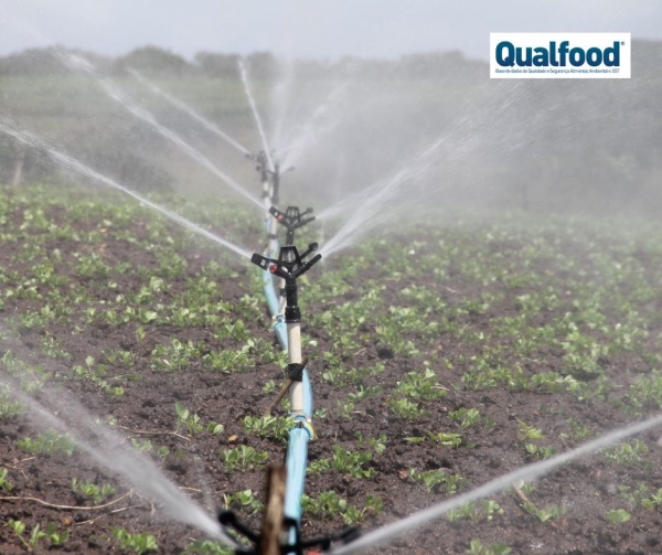 Estudo sugere potencial utilidade do bacteriófago como tratamento suplementar da água agrícola pré-colheita