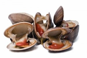 ASAE desmantela circuito ilegal de Moluscos Bivalves Vivos