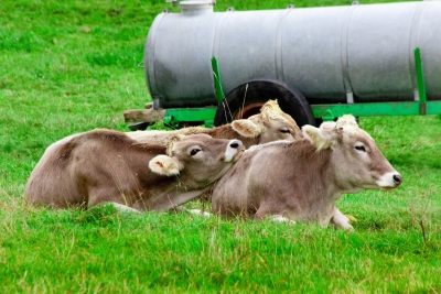 Urina de vaca como fertilizante agrícola