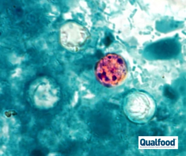 Cyclospora cayetanensis: uma ameaça emergente à saúde pública e um enigma para a investigação de rastreabilidade