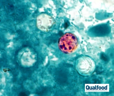 Cyclospora cayetanensis: uma ameaça emergente à saúde pública e um enigma para a investigação de rastreabilidade