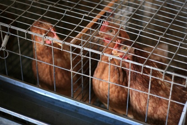 Proibição de venda de aves em alguns mercados