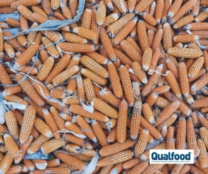 Micotoxinas: a amea&ccedil;a silenciosa e crescente &agrave; seguran&ccedil;a alimentar global.