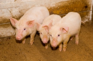 Efeitos da suplementação de probióticos em rações de porcos pós-desmame