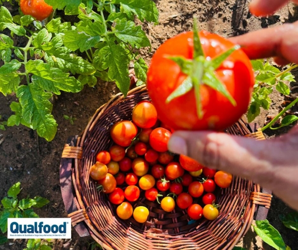 Projeto europeu | POMATO quer travar doenças bacterianas que ameaçam batata e tomate