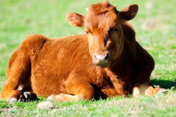 Nova legislação sobre sanidade animal