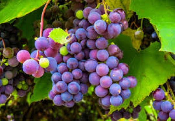 Comissão entrega a Estados-membros medidas de combate a excesso de produção de vinho