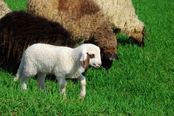 Produtores das Beiras e Serra da Estrela vendem animais por falta de alimento, devido à seca