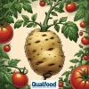 Cientistas descobrem que a batata evoluiu a partir do tomate